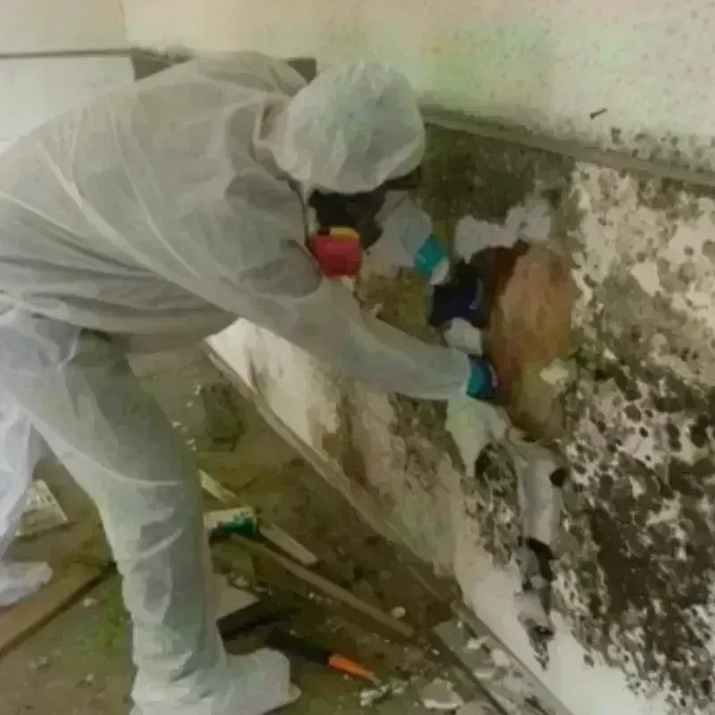 Mold Remediation and Removal in Mamaroneck, NY